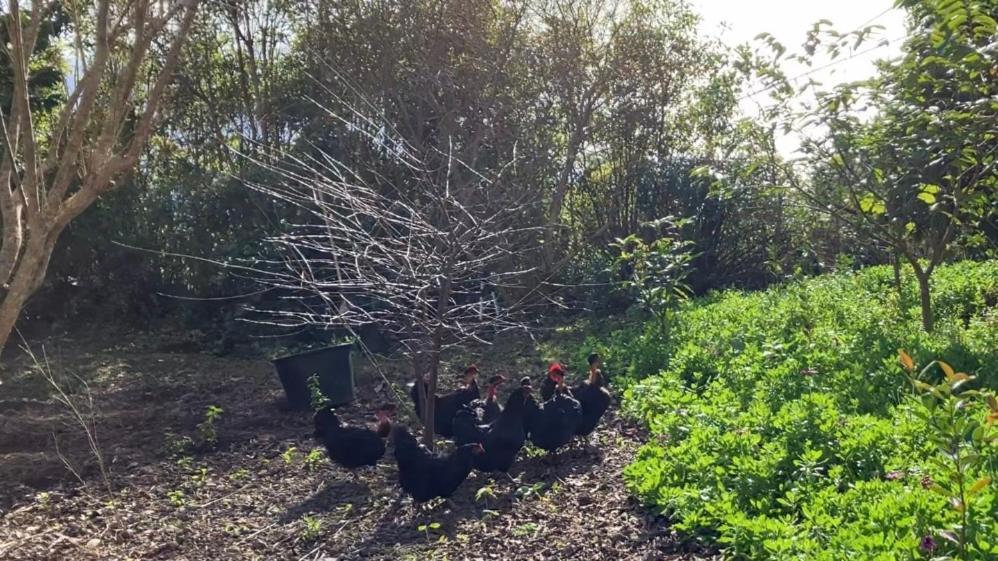 Vistalinda Farmhouse Faja dos Vimes Kültér fotó