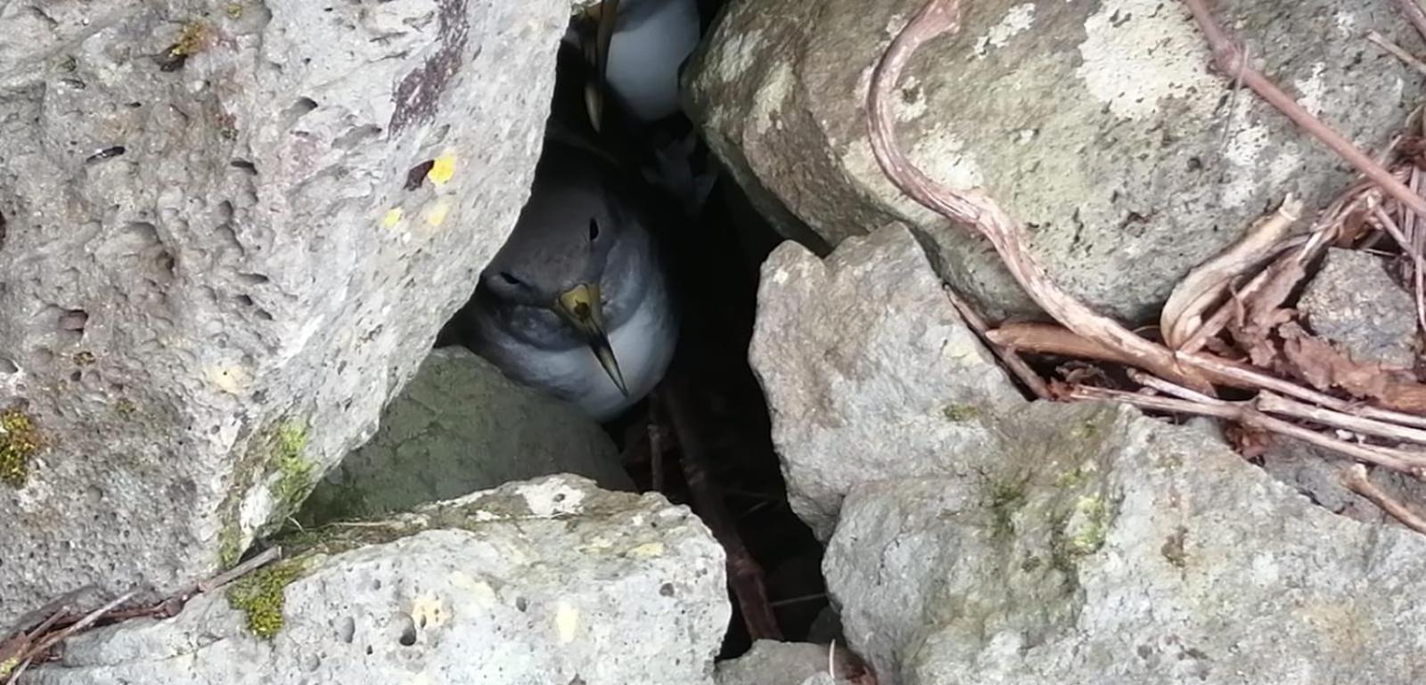 Vistalinda Farmhouse Faja dos Vimes Kültér fotó